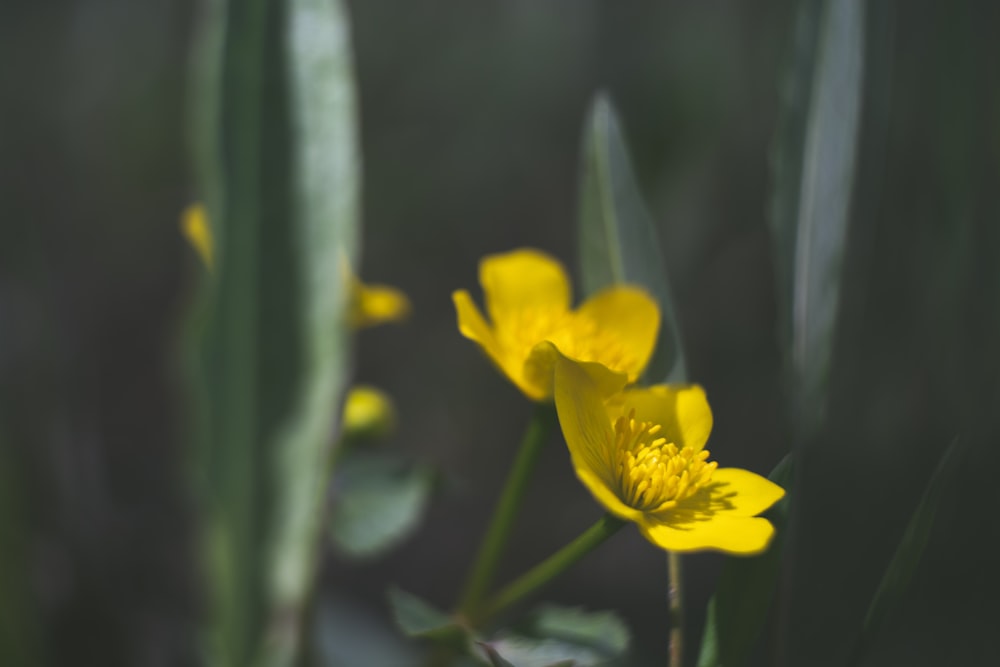 fiore giallo nell'obiettivo tilt shift