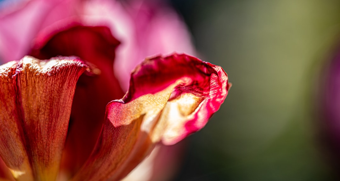 red and white rose in bloom close up photo