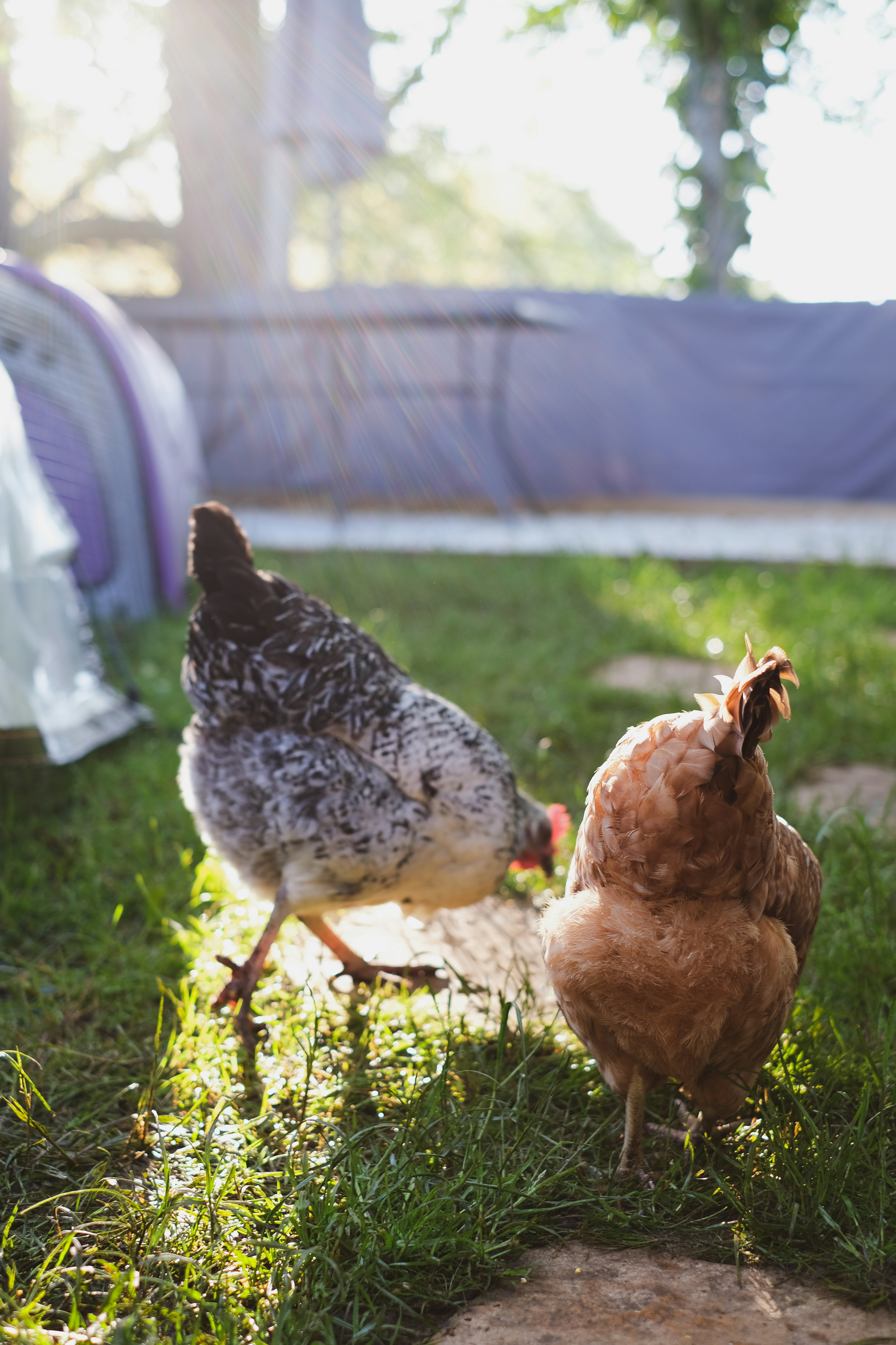 6 Chicken Care Guide: Benefits of Clean Housing