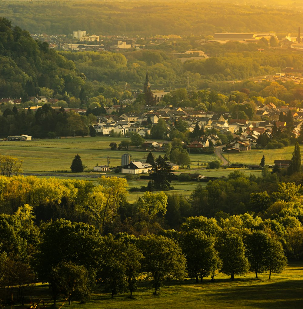 green trees and grass field during daytime