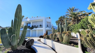 Exterior view of a modern building in San José del Cabo, representing the institute's location.