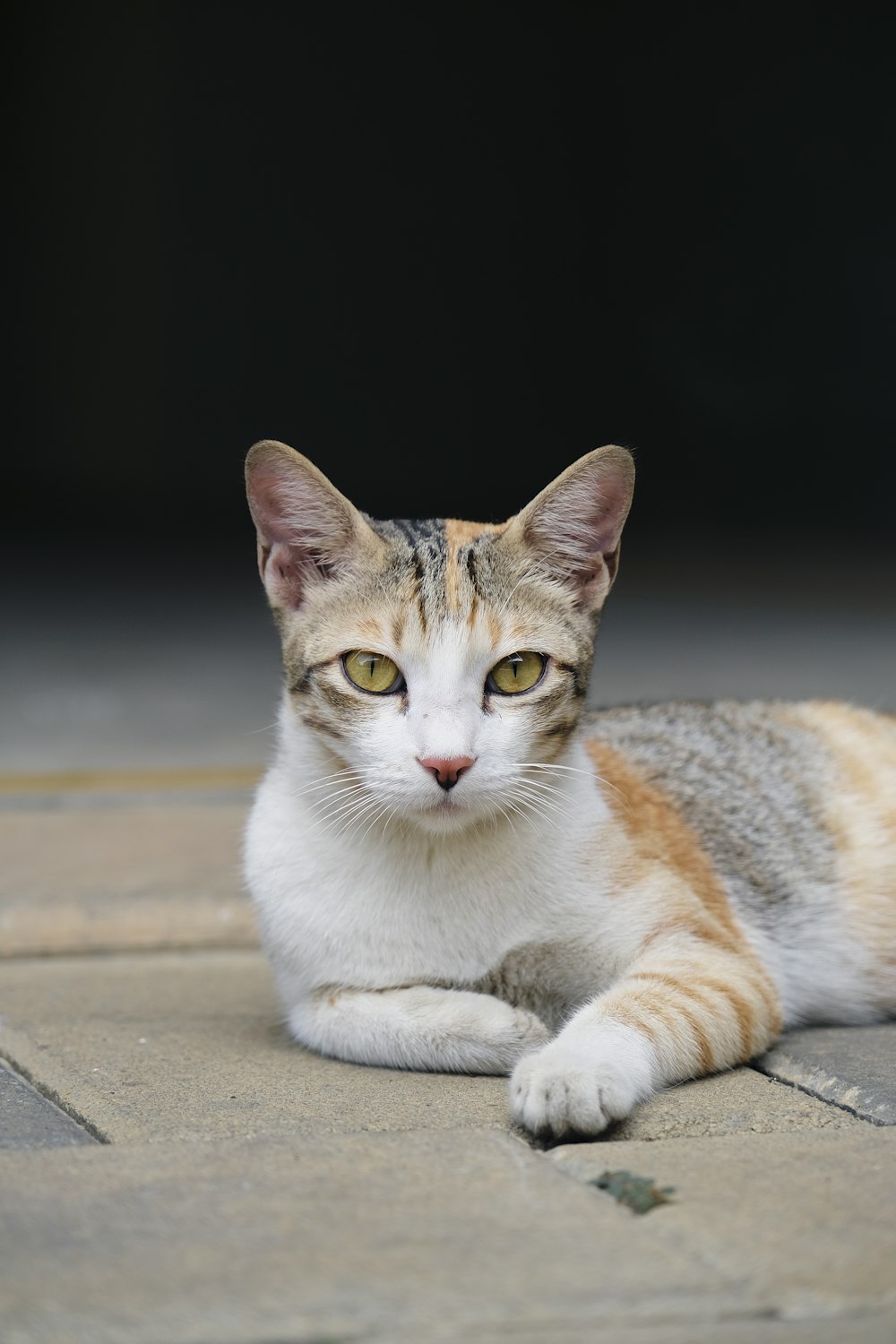 brown and white cat on gray concrete floor