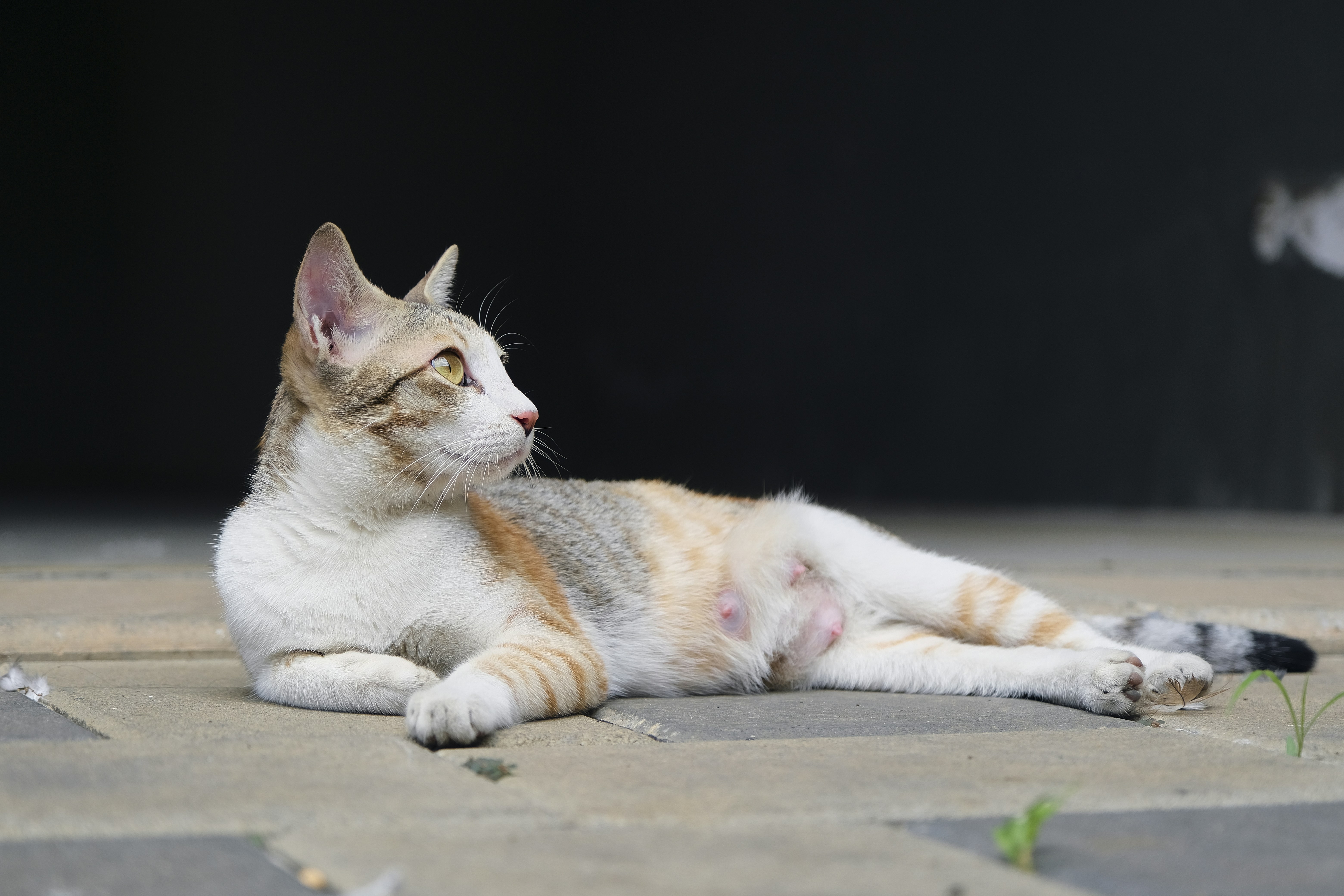 white and brown cat lying on floor