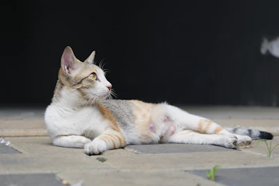 white and brown cat lying on floor