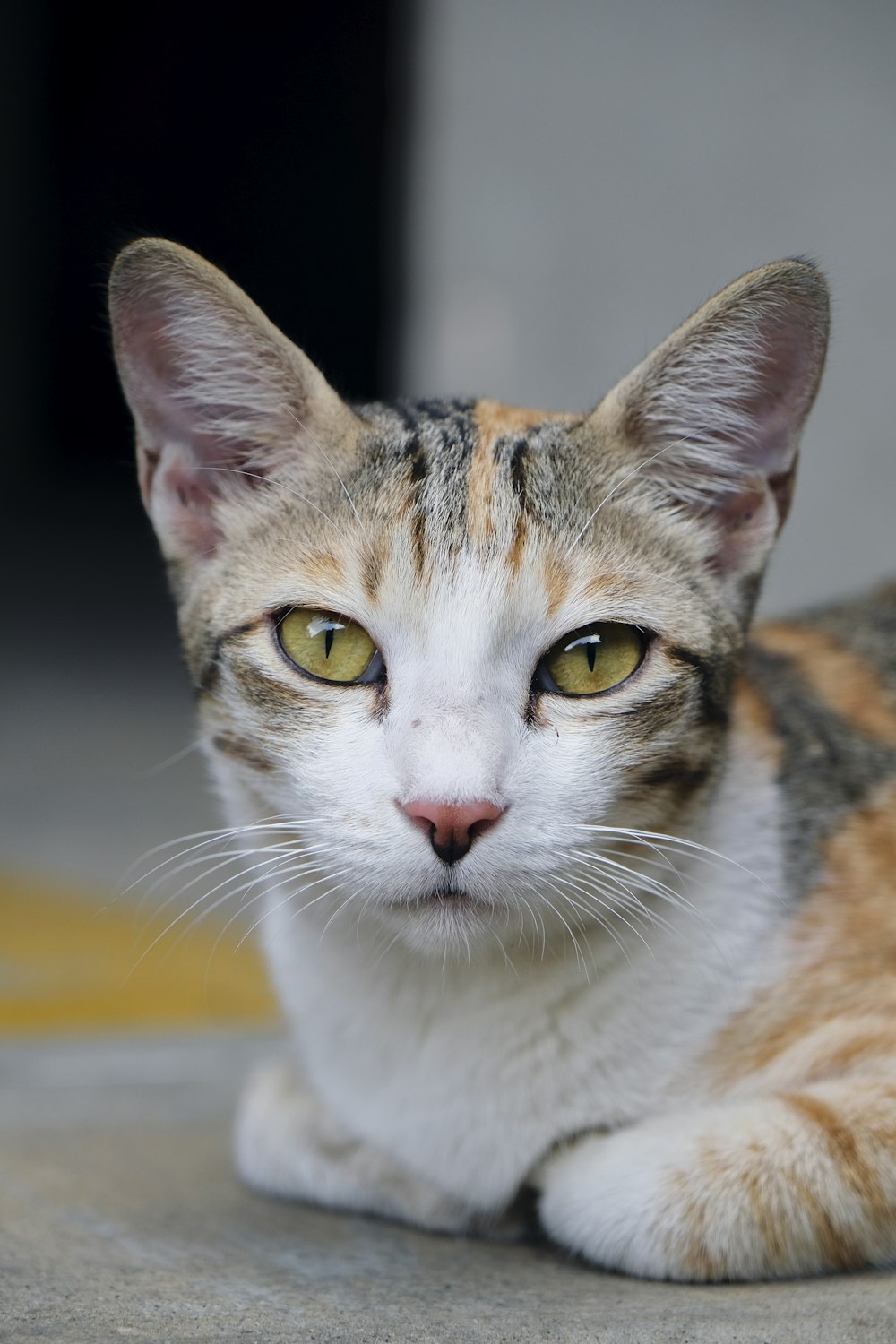 white brown and black cat