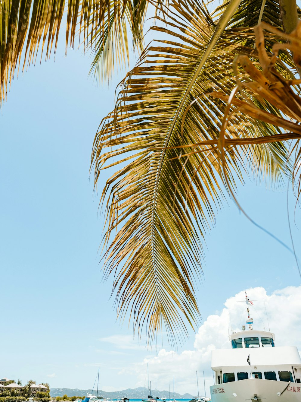 green palm tree near white ship during daytime