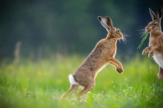 brown rabbit on green grass field during daytime