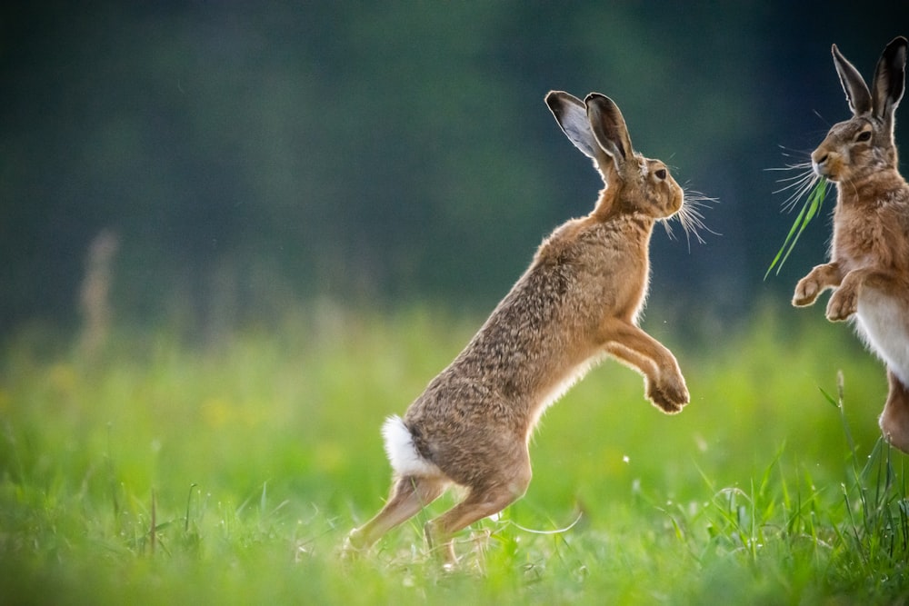 brown rabbit on green grass field during daytime