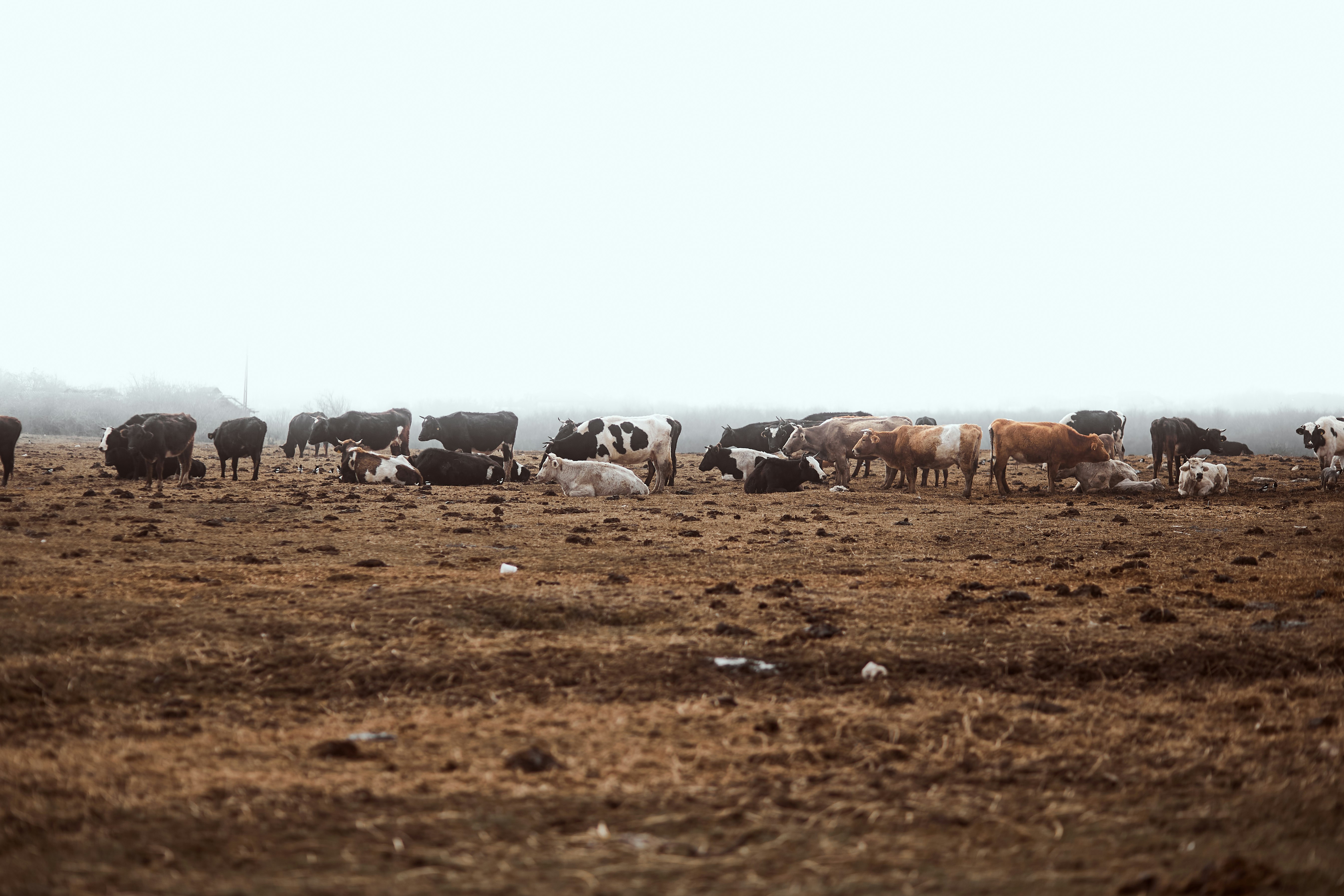 herd of sheep on brown field during daytime