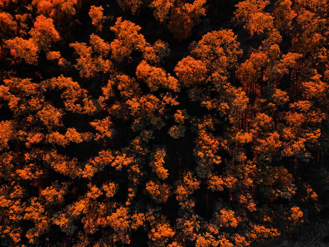 brown and yellow leaves on ground