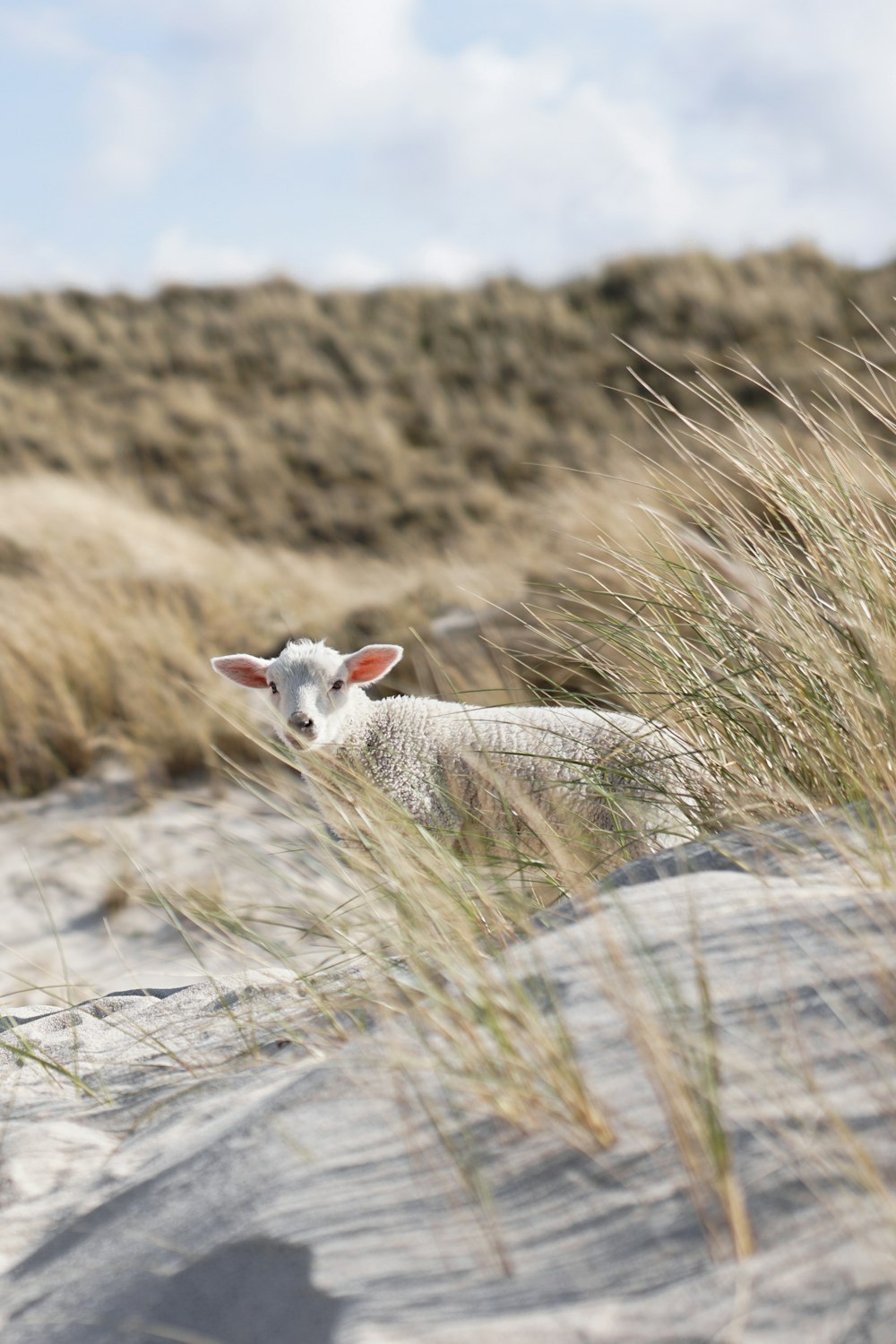 white sheep on brown grass field during daytime