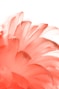 pink flower in close up photography
