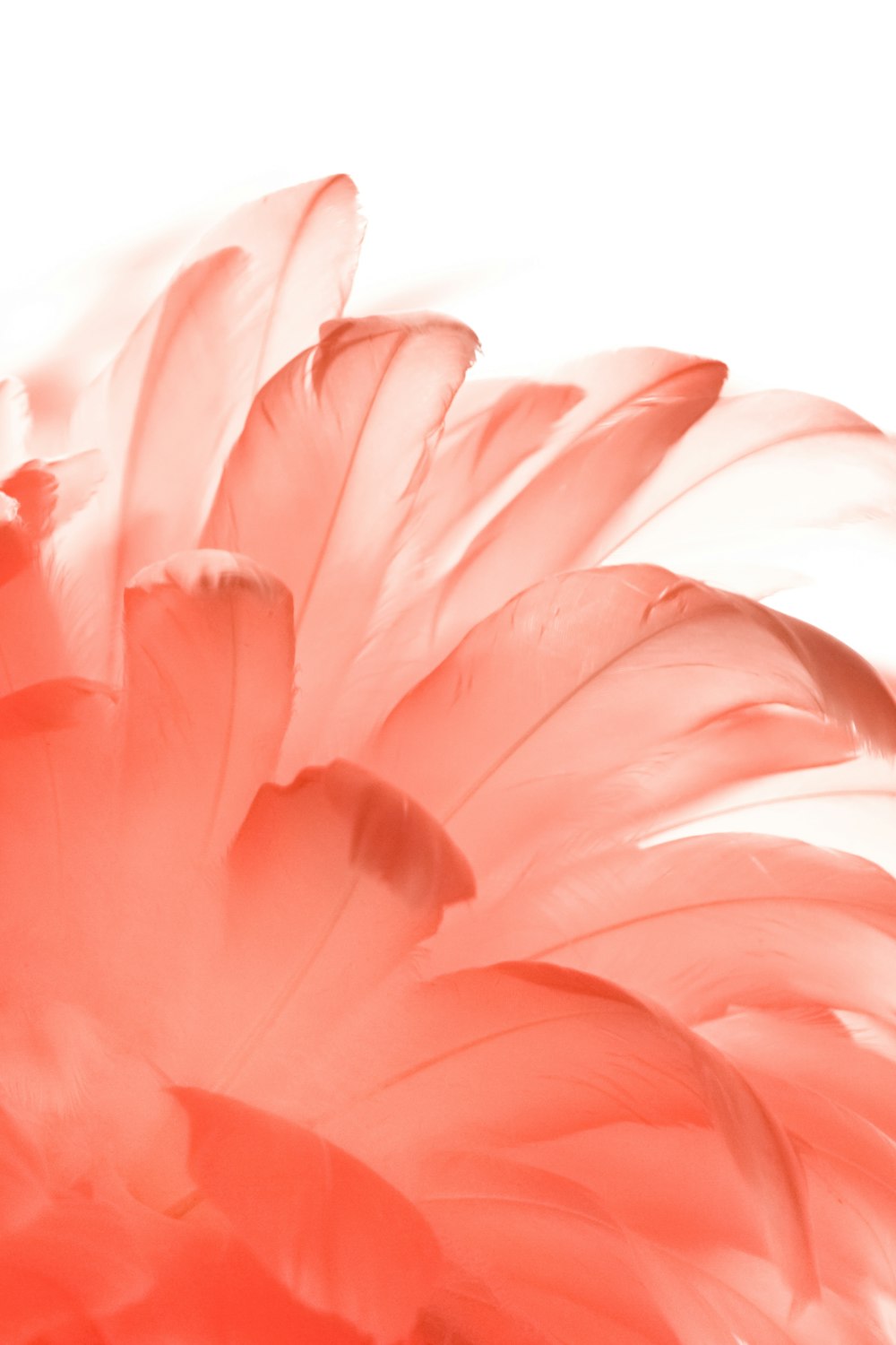 Premium Photo  Vertical background with beautiful pink feathers