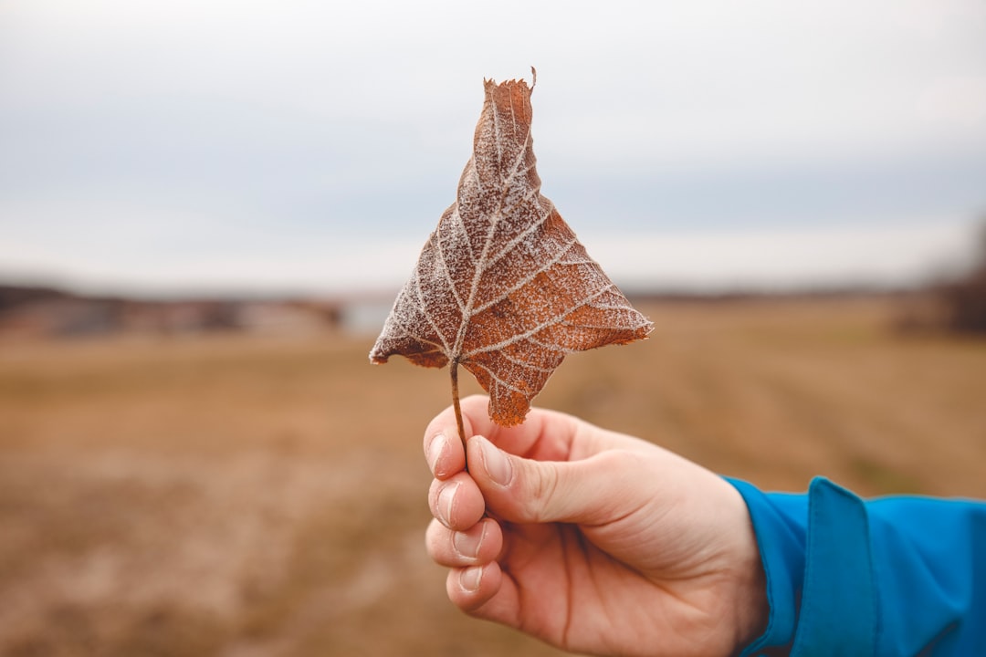 person holding brown leaf during daytime