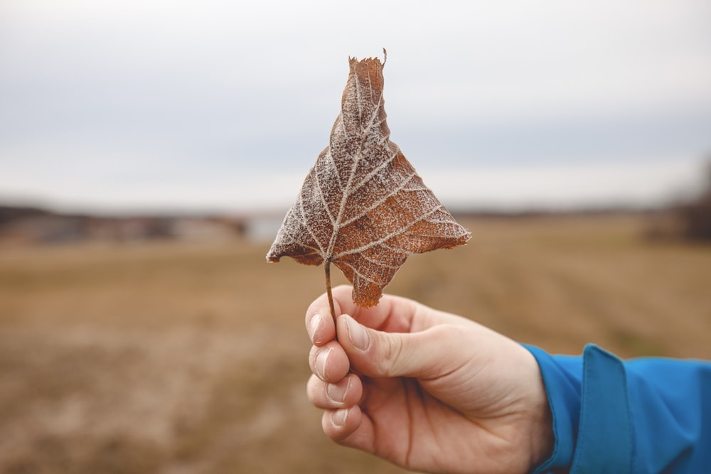 person holding brown leaf during daytime