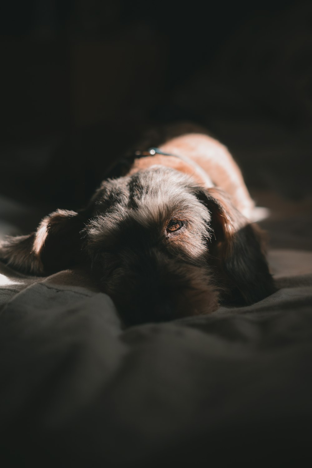 black and white long coated small dog lying on bed