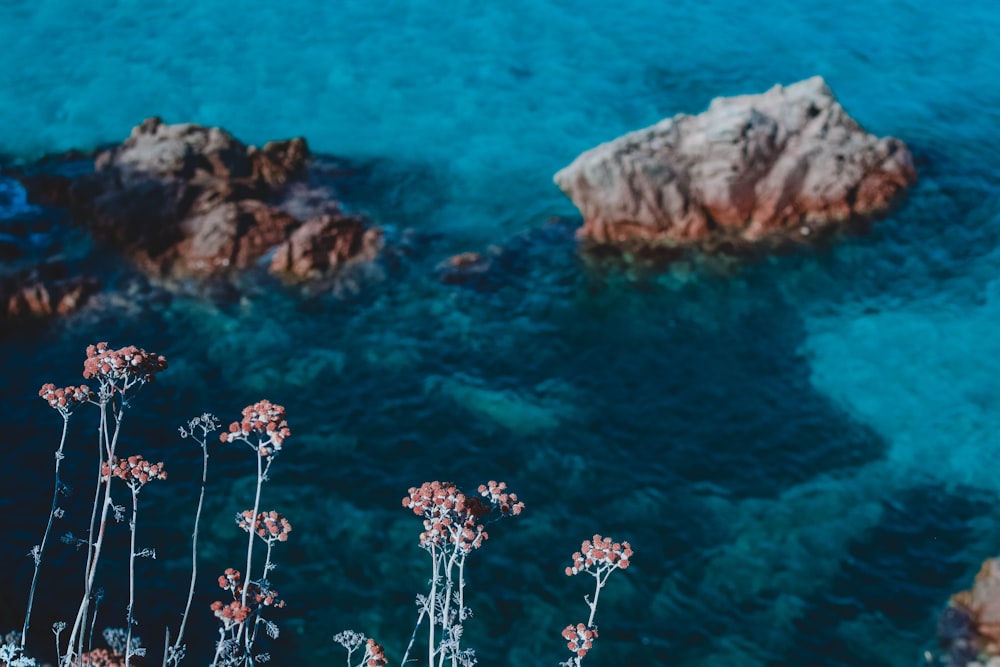 white flowers on brown rock formation in the middle of blue sea