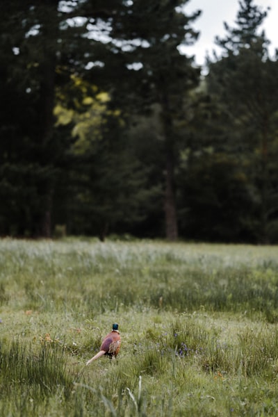 person in red shirt walking on green grass field during daytime