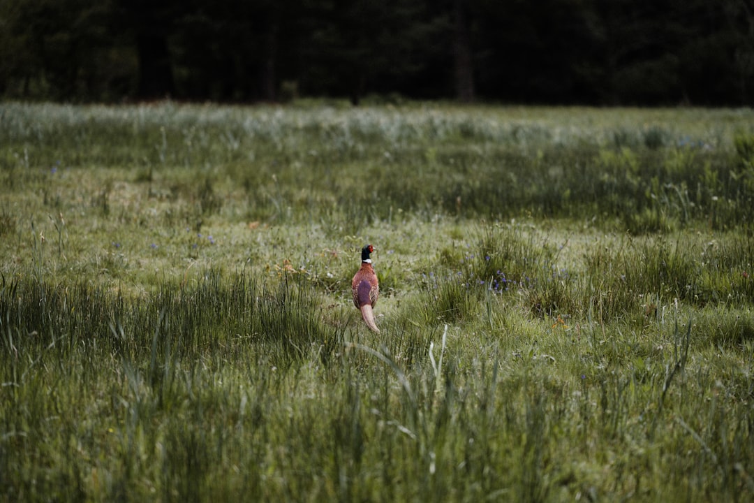 girl in pink dress running on green grass field during daytime