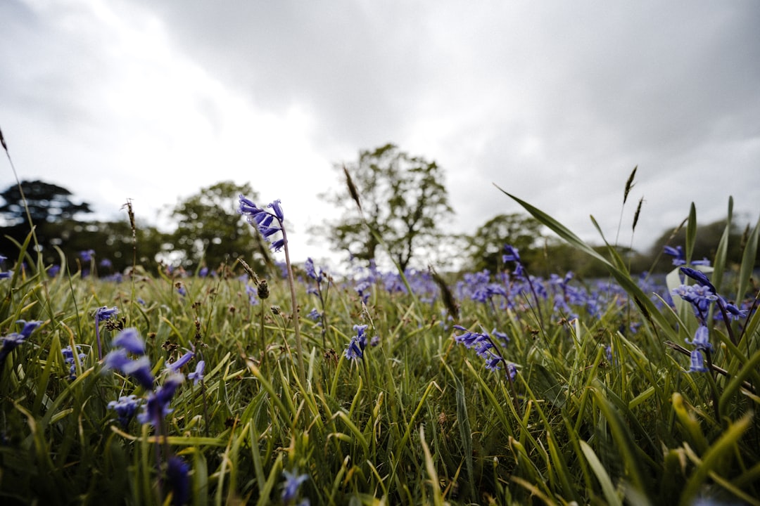 green grass field under white clouds during daytime