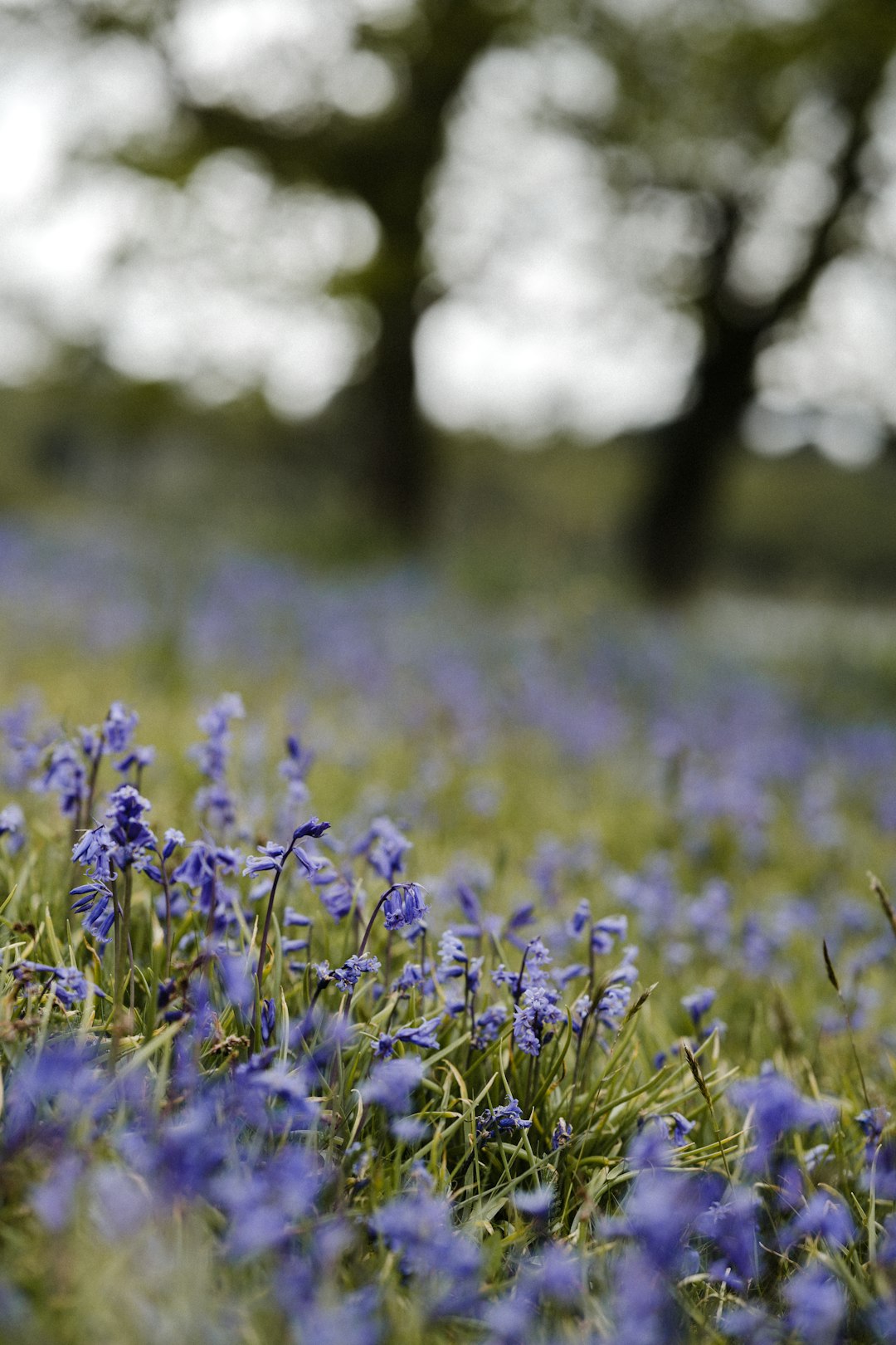 purple flower field during daytime