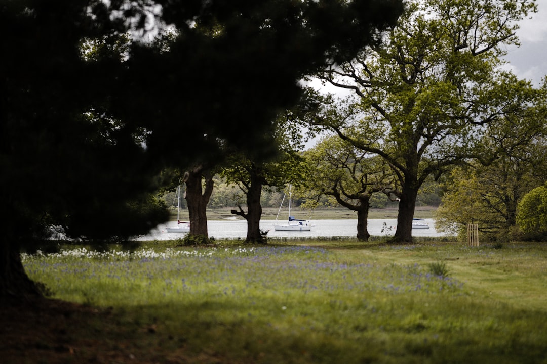 green grass field with trees during daytime