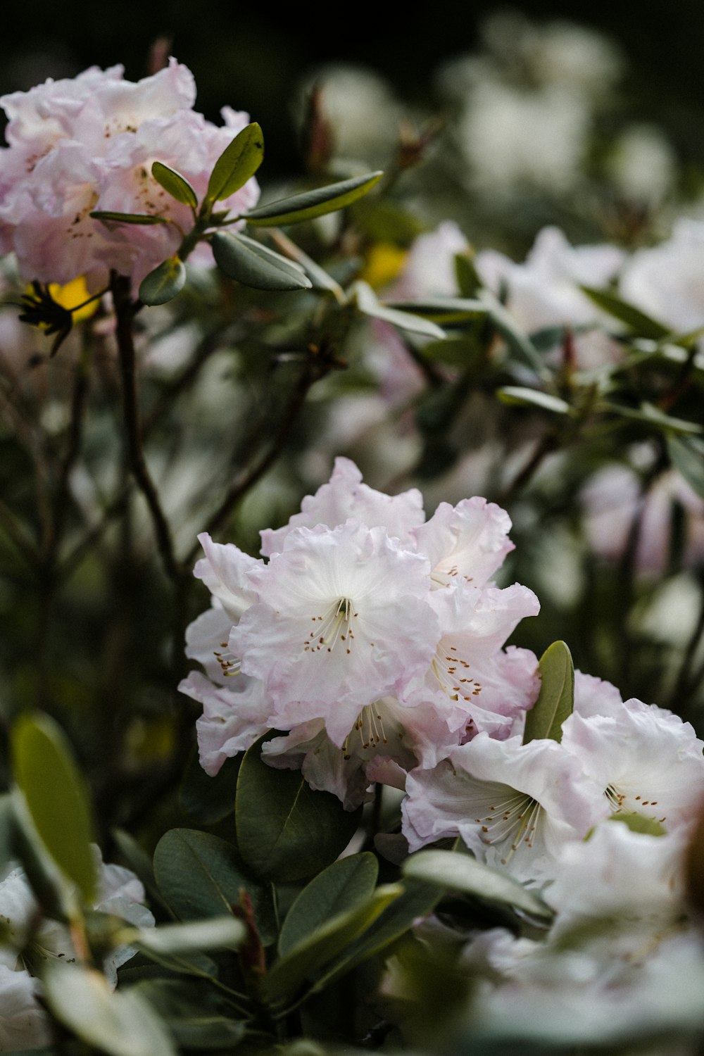 white and pink flower in tilt shift lens