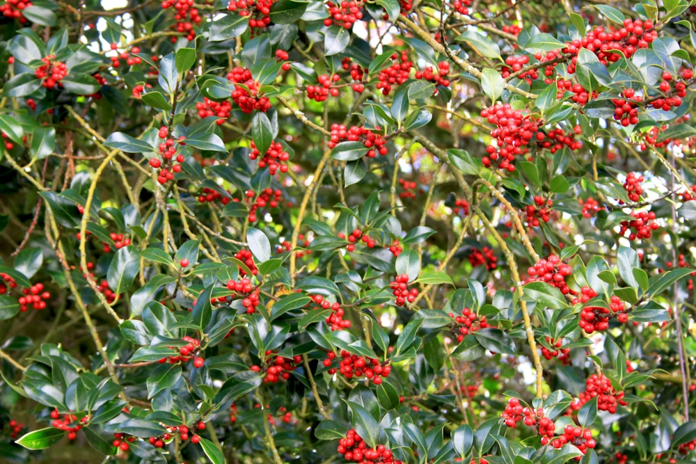 white and red flowers with green leaves