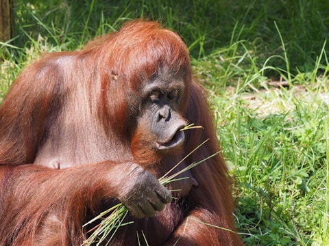 An orangutan with reddish-brown fur is seated on a patch of lush green grass, holding and inspecting a small bunch of straw or grass. The background is filled with similar green vegetation, creating a natural setting.