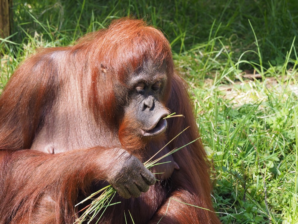 brown monkey lying on green grass during daytime