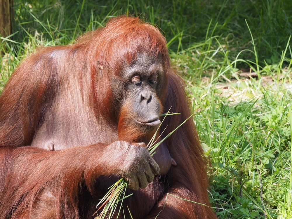 brown monkey lying on green grass during daytime