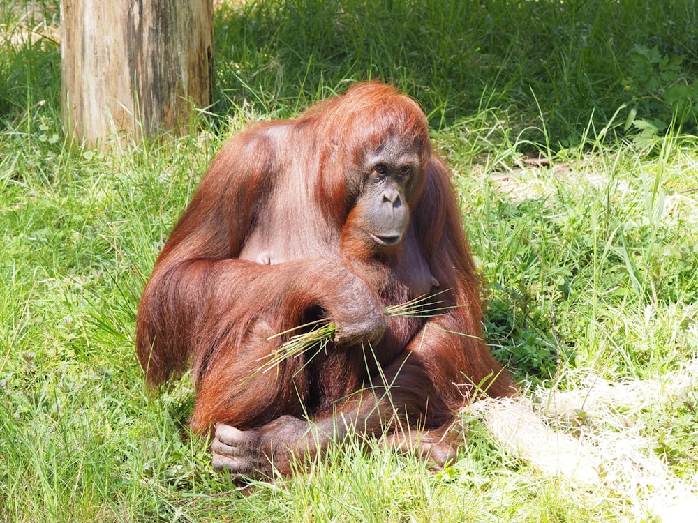 scimmia marrone che si siede sull'erba verde durante il giorno