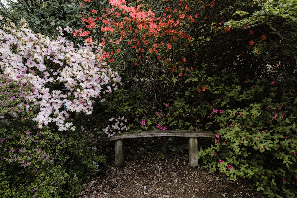 red and white flowers on brown wooden bench