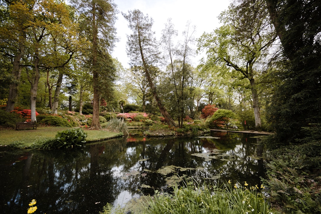 green trees beside river during daytime