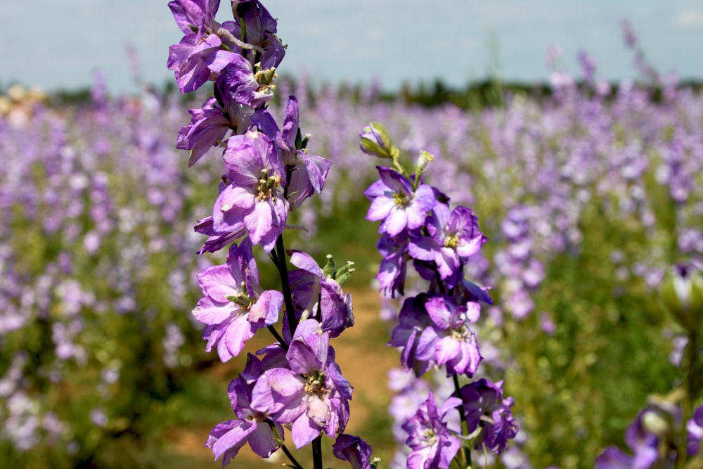 purple flowers in tilt shift lens