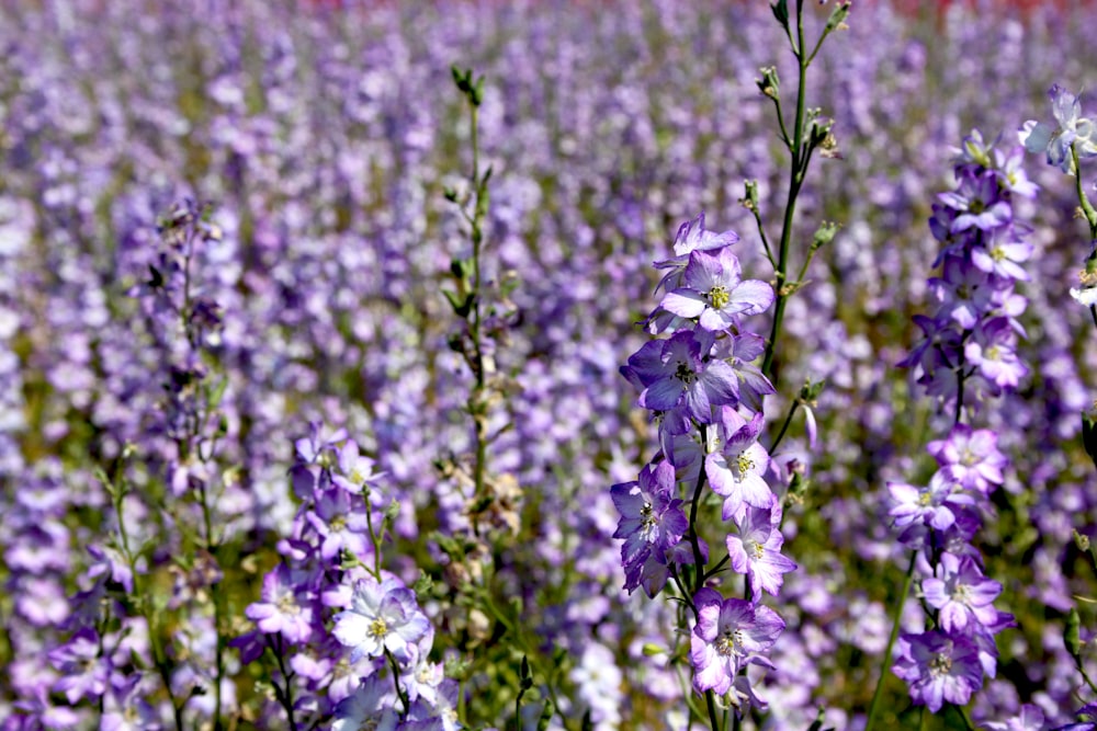 purple and white flower in tilt shift lens