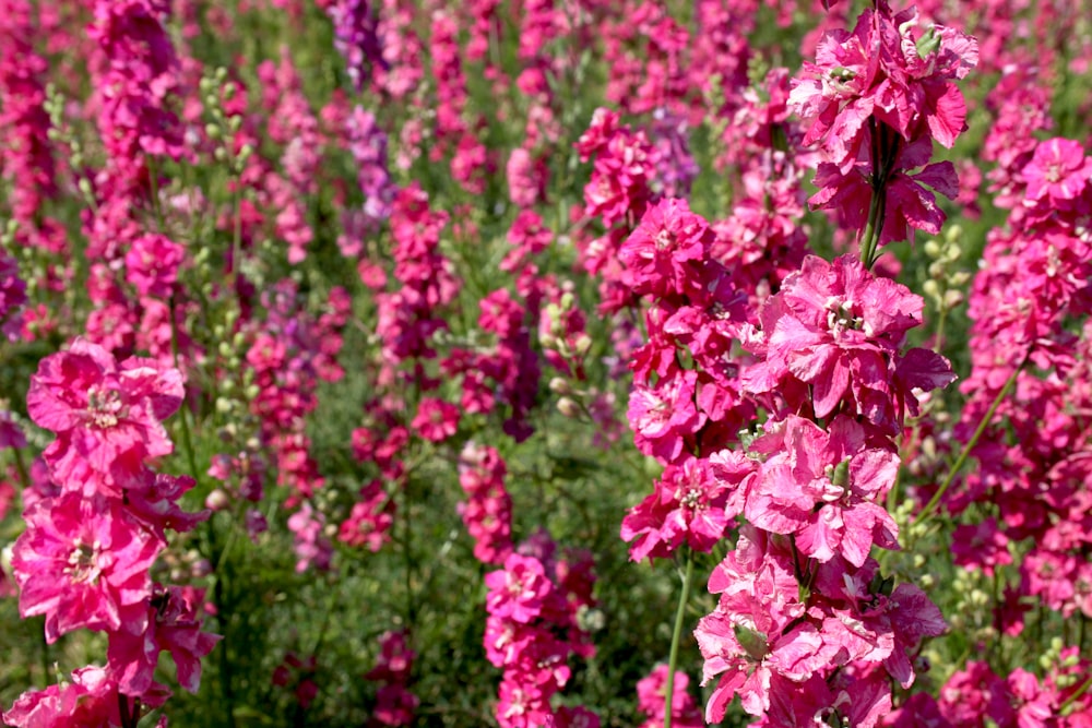 pink flowers in tilt shift lens