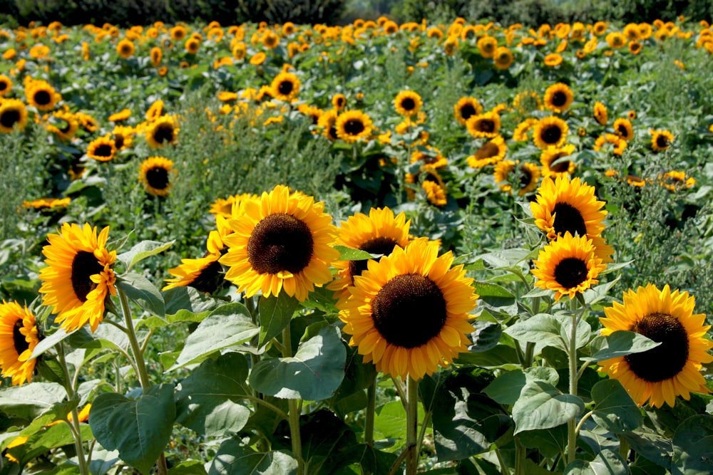 sunflower field during day time