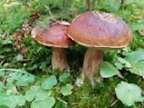 Two large brown mushrooms with smooth, rounded caps and thick stems are growing amidst green foliage and moss on a forest floor. Clover leaves and small ferns surround the mushrooms, contributing to the lush, natural setting.
