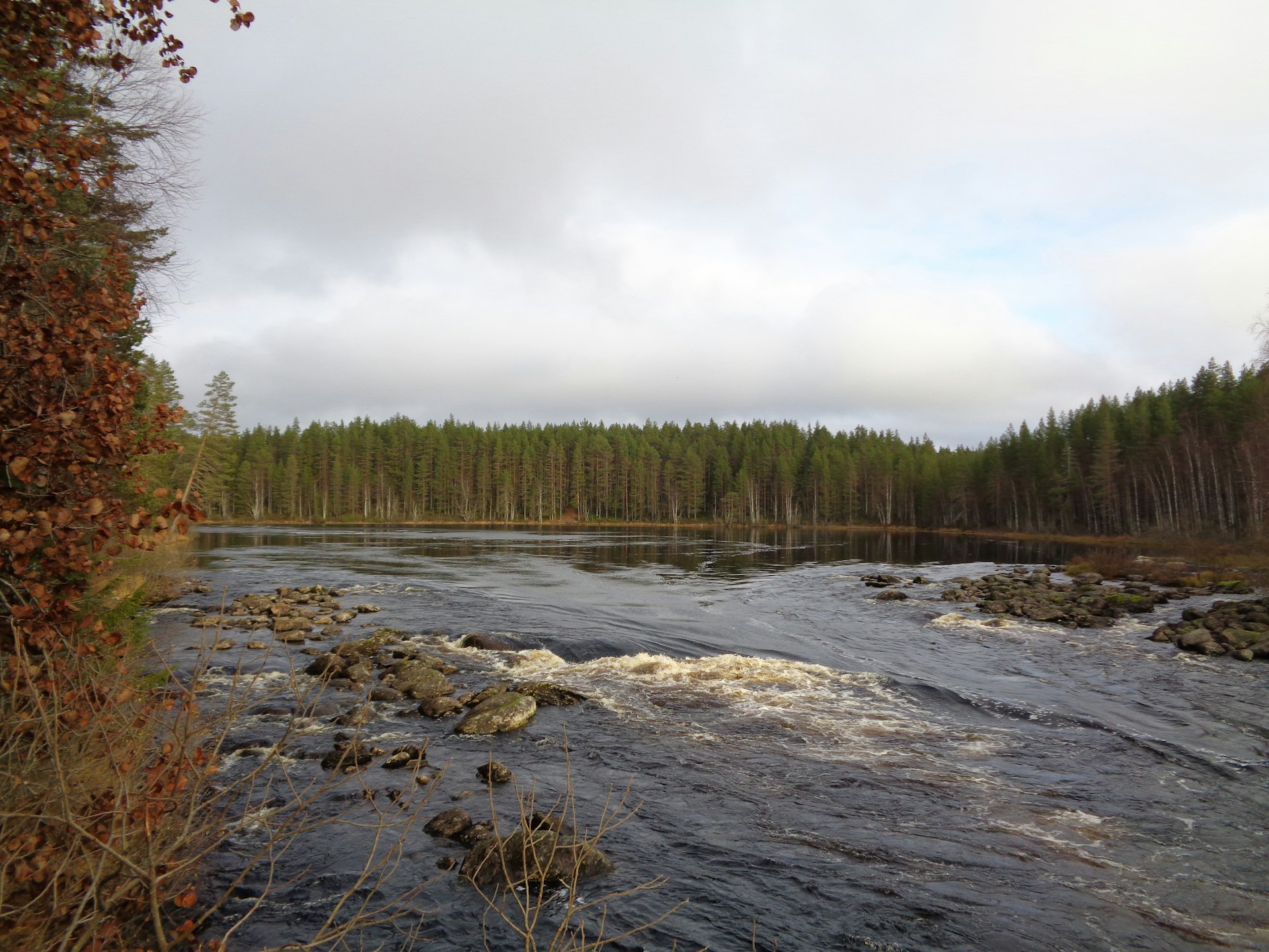 green trees beside river under white sky during daytime