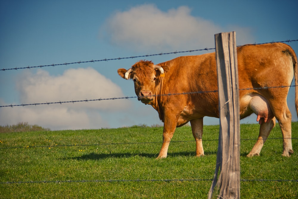 brown cow on green grass field under blue sky during daytime