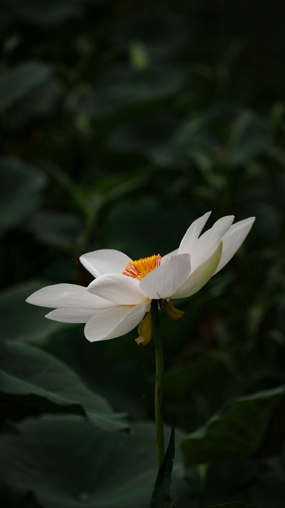 white flower in tilt shift lens