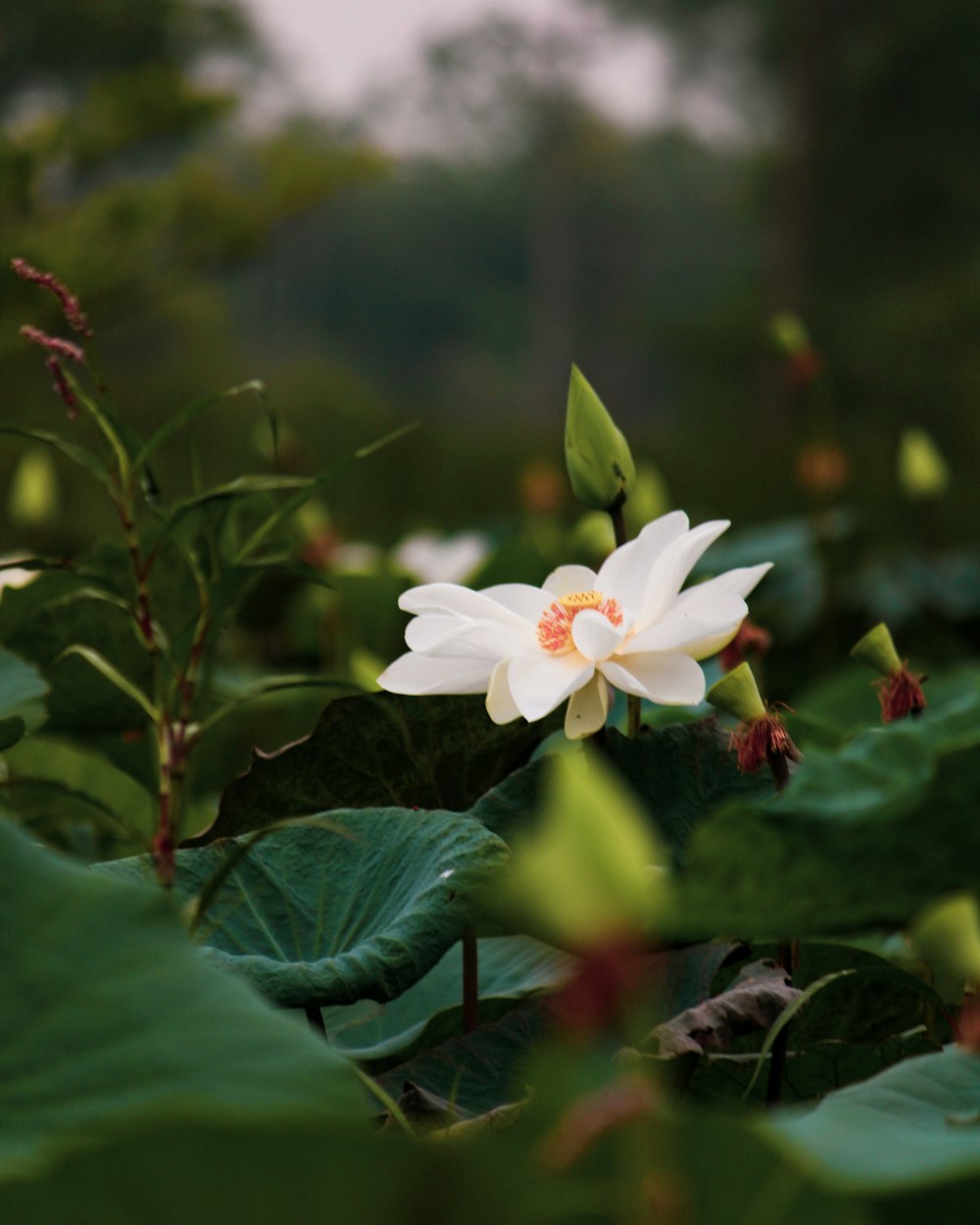 white flower with green leaves