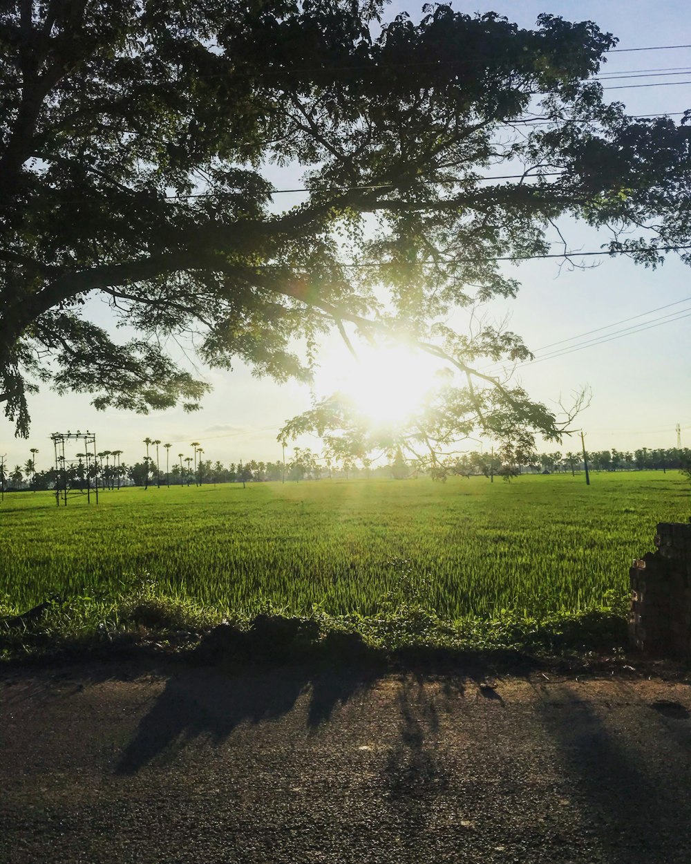 green grass field during daytime