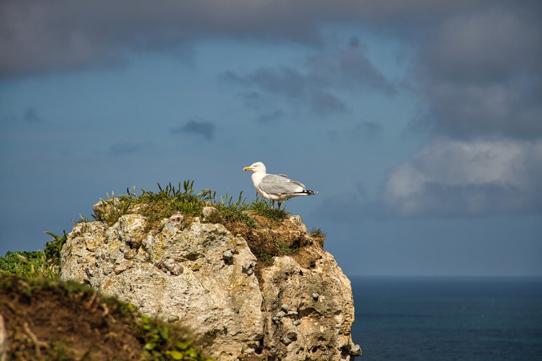 white bird on brown rock