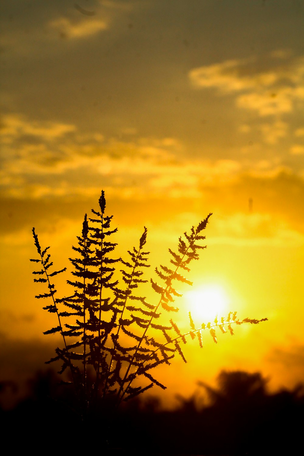 Silueta de la planta durante la puesta del sol