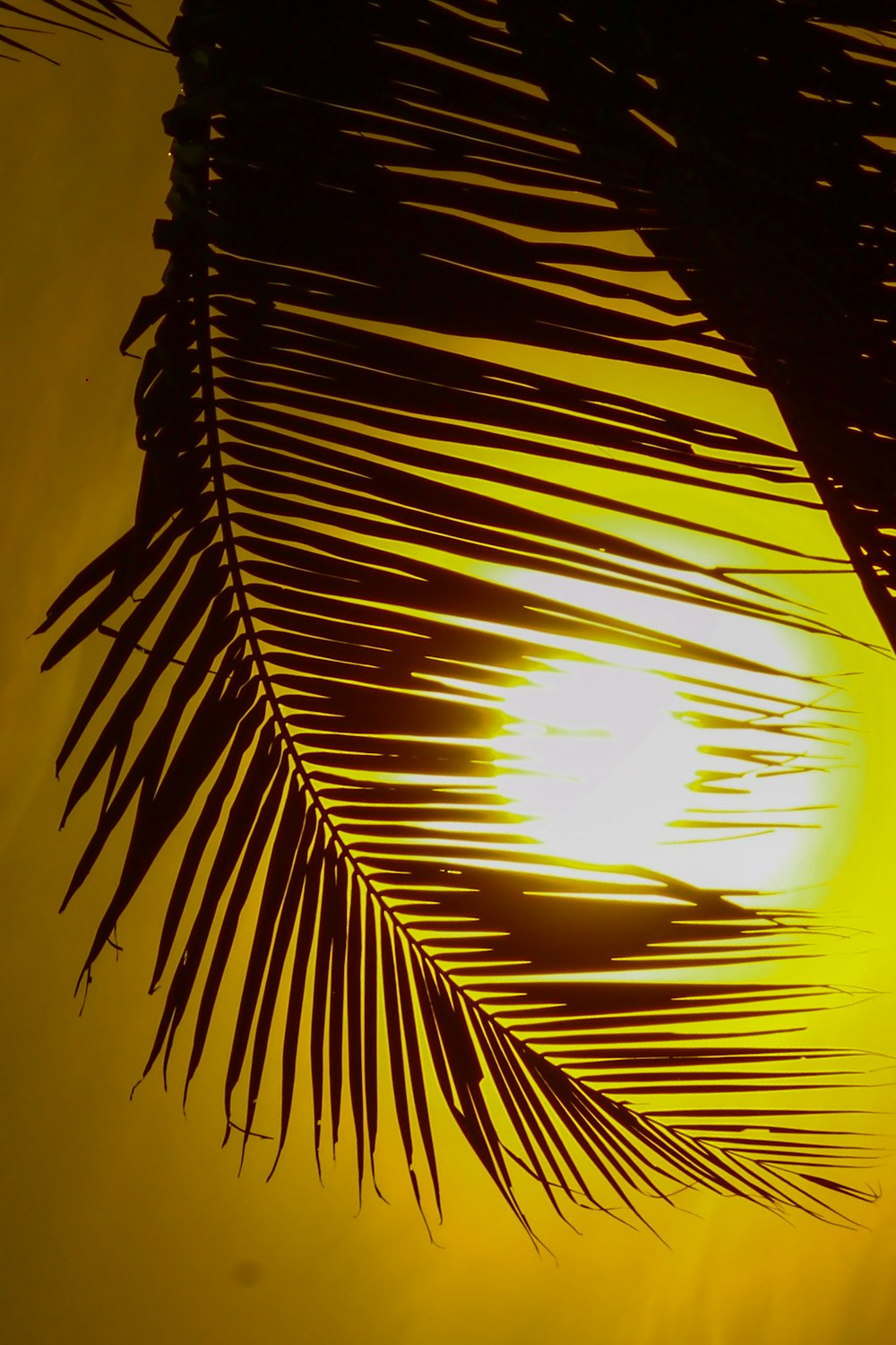 palm tree during golden hour