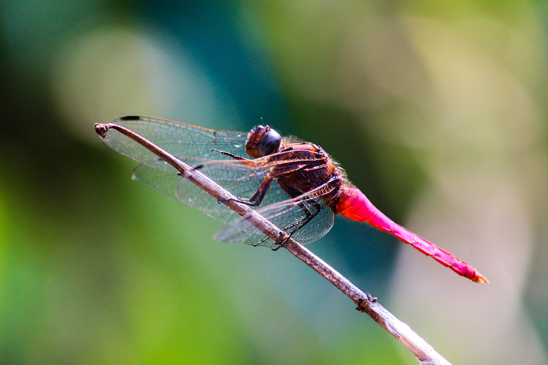 red dragonfly perched on brown stem in tilt shift lens