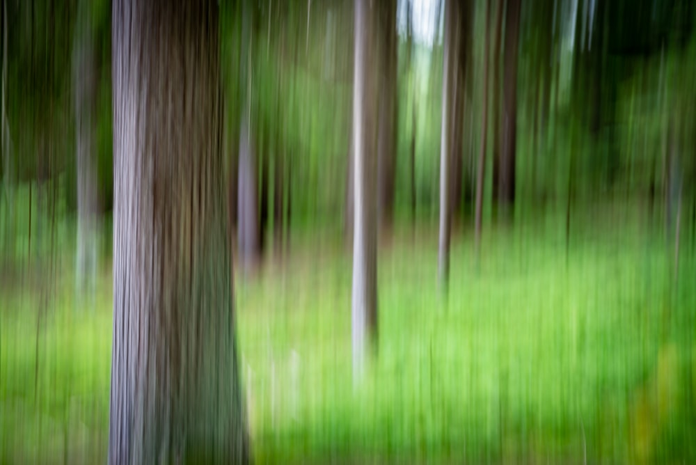 green grass field during daytime