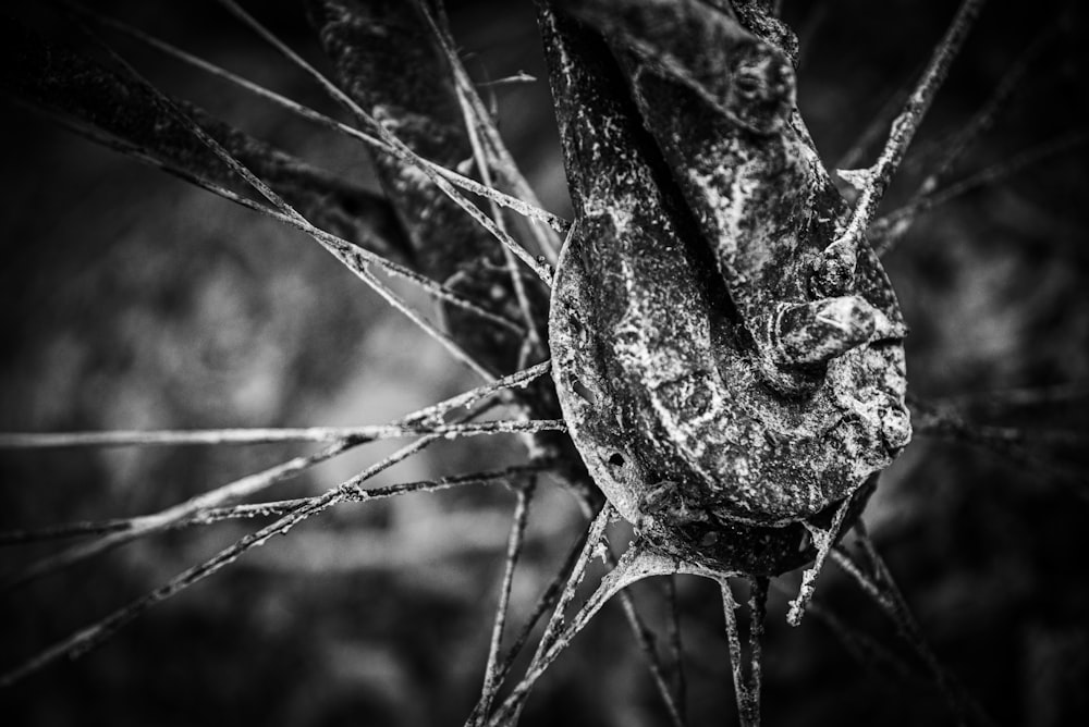 grayscale photo of spider web